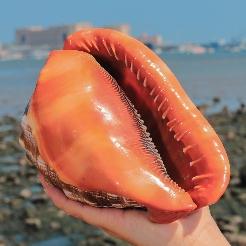 12-17CM Natural Orange Sea She - Aquarium Planting Ideas recension och pris