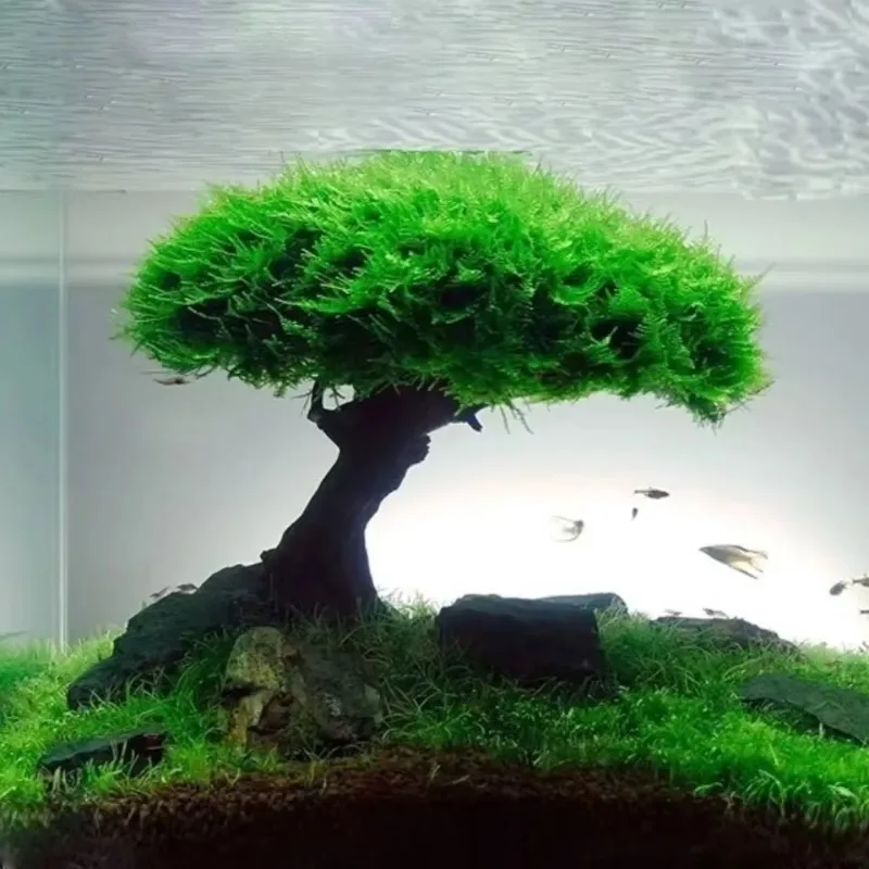 Aquarium Decoration Plant Moss - Planted Aquarium Without Fish recension och pris