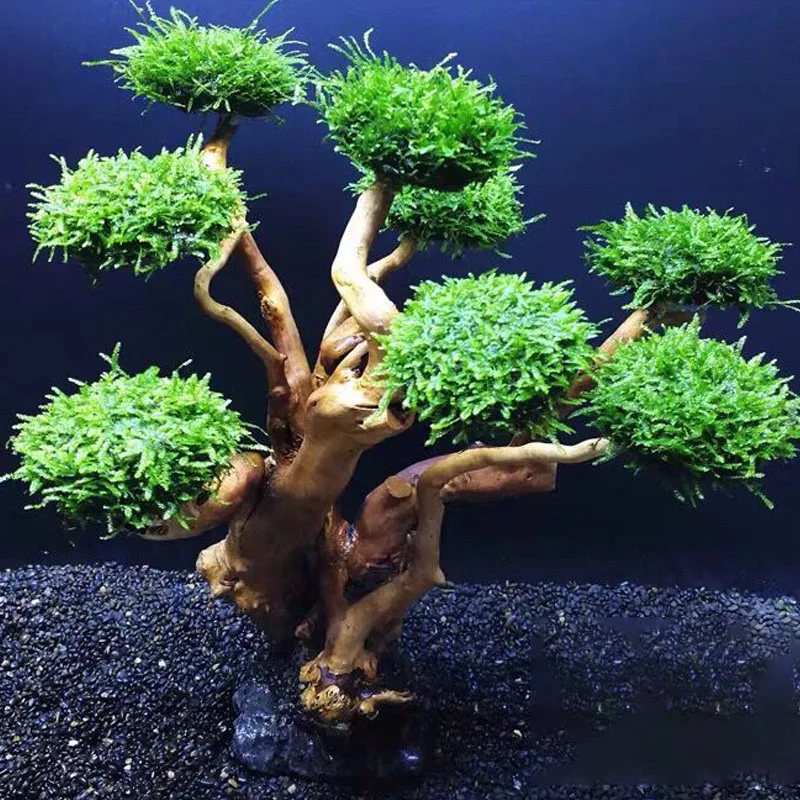 Fish Tank Plant Moss Tree Deco - Planted Aquarium Without Fish recension och pris
